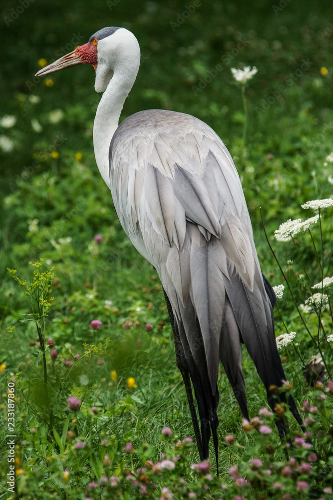 Fototapeta premium Bird
