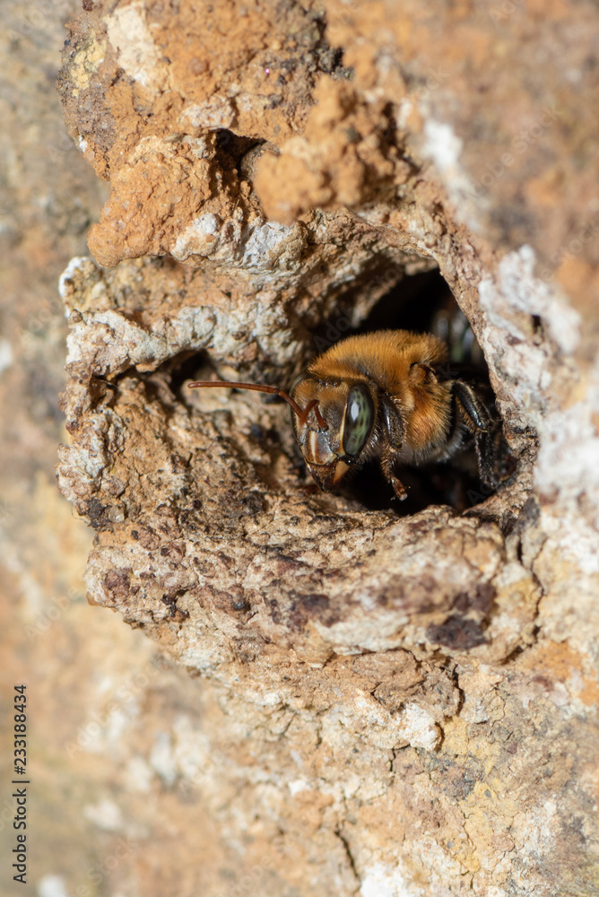 macro shot of a bee leaving the home.