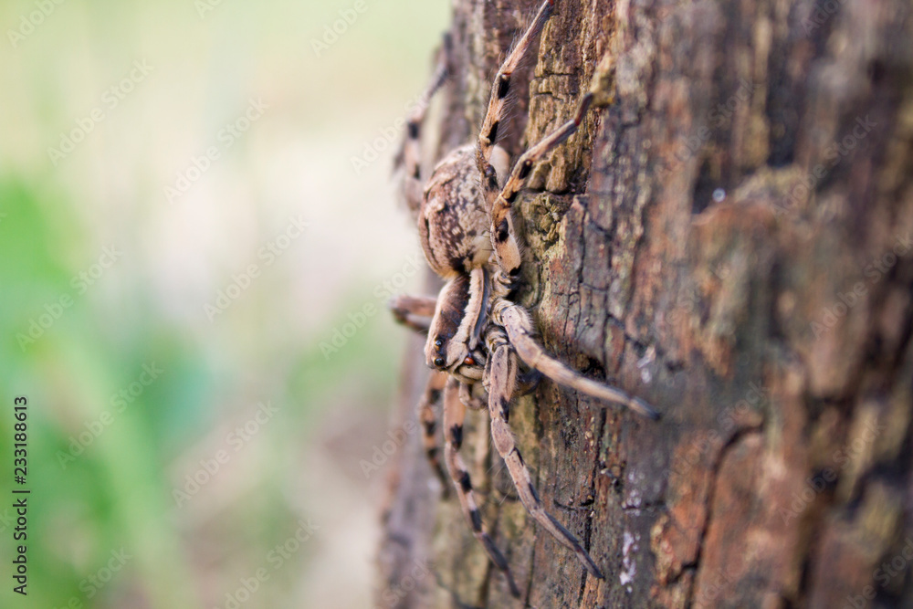 spider on a tree spider on a tree