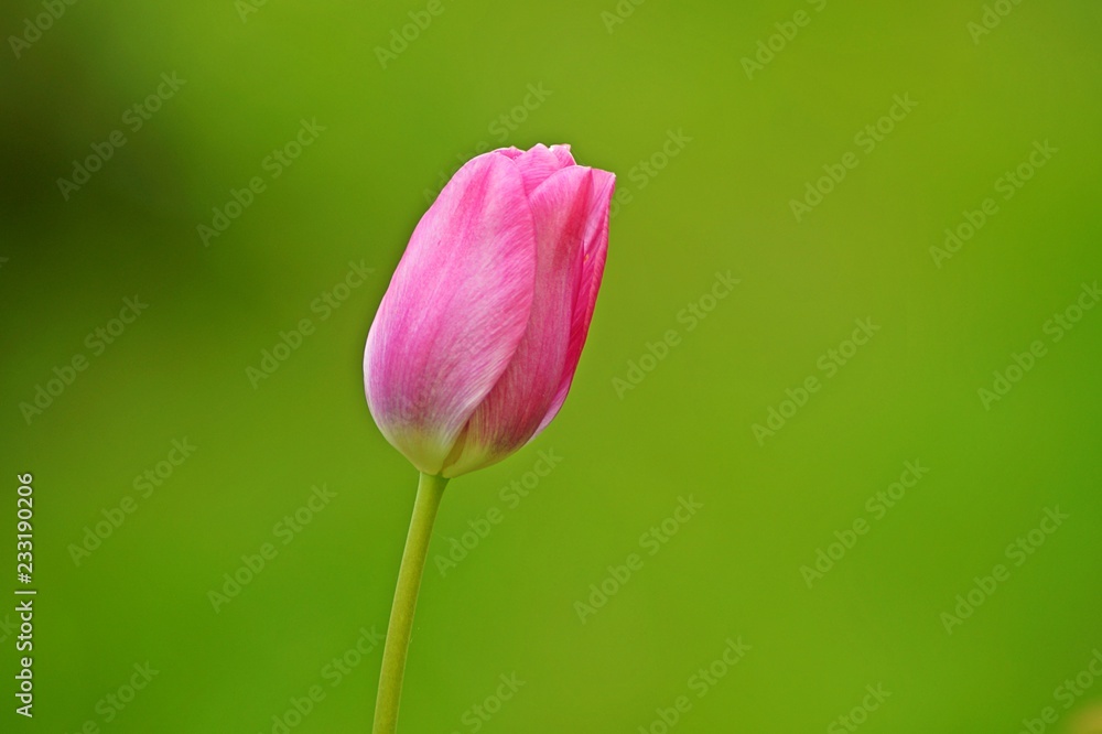 pink tulip on green background pink tulip on green background