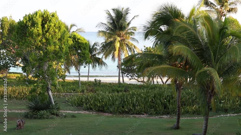 Beautiful Coconut palms and path to the Blue Atlantic Ocean beach in Holguin district of Cuba - October 31 2108. Beautiful Coconut palms and path to the Blue Atlantic Ocean beach in Holguin district of Cuba - October 31 2108.