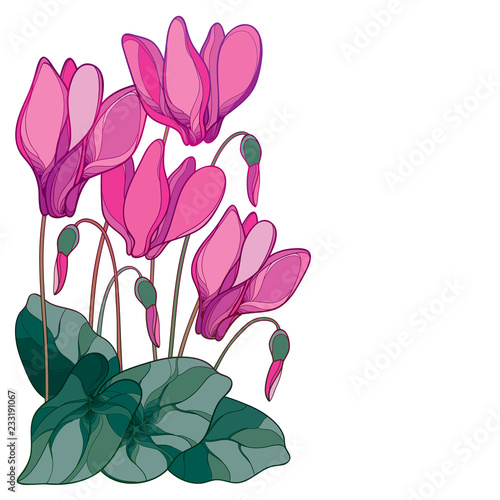 Vector corner bouquet with outline pink Cyclamen or Alpine violet bunch, bud and leaf isolated on white background. Perennial Alpine mountain flowers in contour style for spring design.