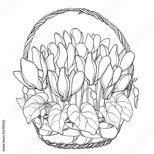 Vector bouquet with outline Cyclamen or Alpine violet bunch, bud and leaf in wicker basket in black isolated on white background. Contour Alpine mountain flowers for spring design or coloring book.