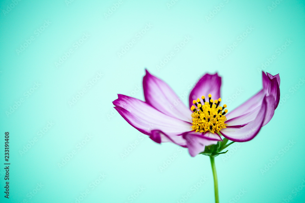 Purple and pink wild flower “Wild Cosmos Flower” (Cosmos bipinnatus) blooming during Spring and Summer closeup macro photo isolated in green cyan empty space background. Photo in studio.