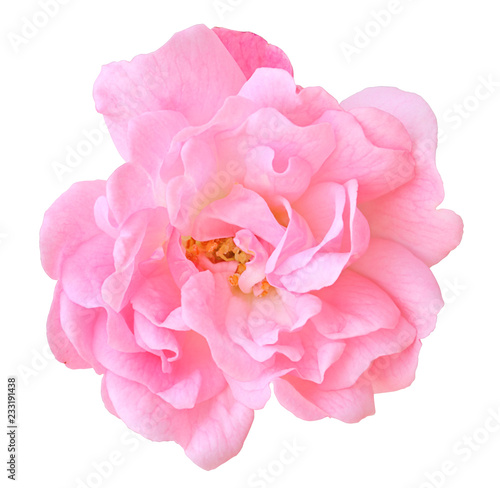 Closeup of a wonderful pink rose (Rosaceae) isolated on white background, including clipping path. Germany
