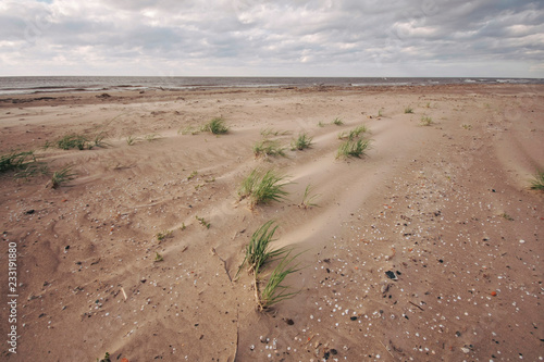 Windy  beach in summer