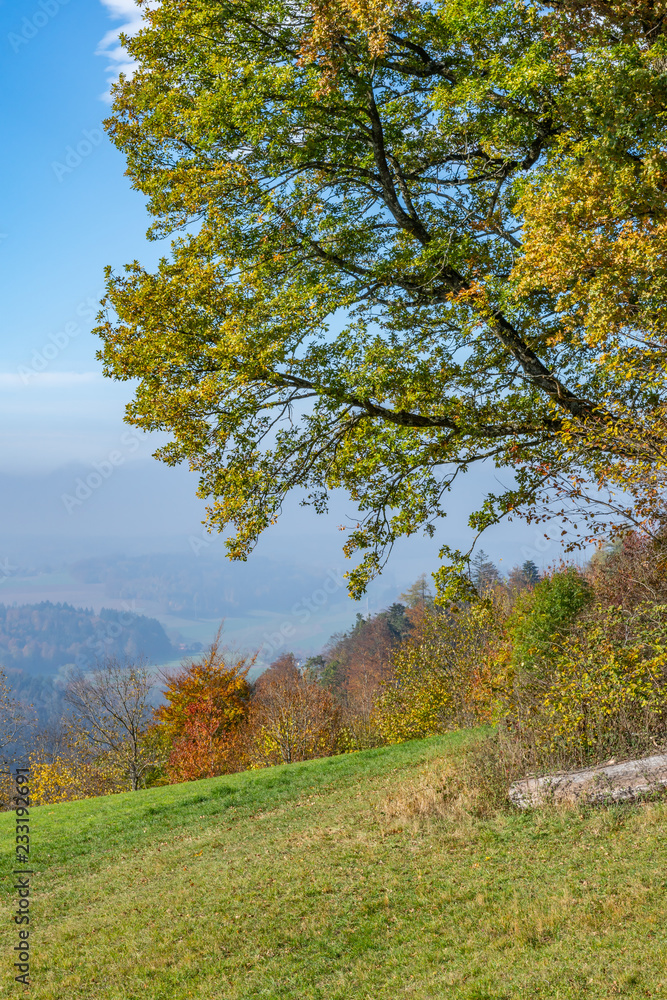 Fototapeta premium Herbstlich verfärbte Bäume auf einem Hügel mit Blick ins nebelverhangene Tal