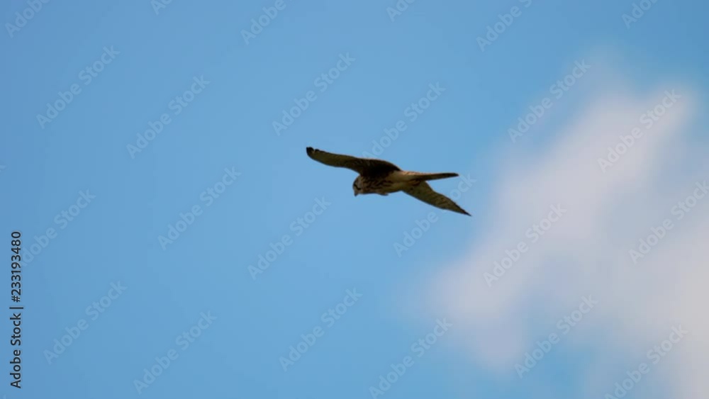 Flying Lesser Kestrel at sky background Flying Lesser Kestrel at sky background