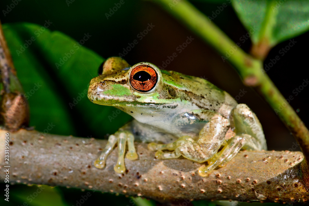 Obraz premium Cuban treefrog