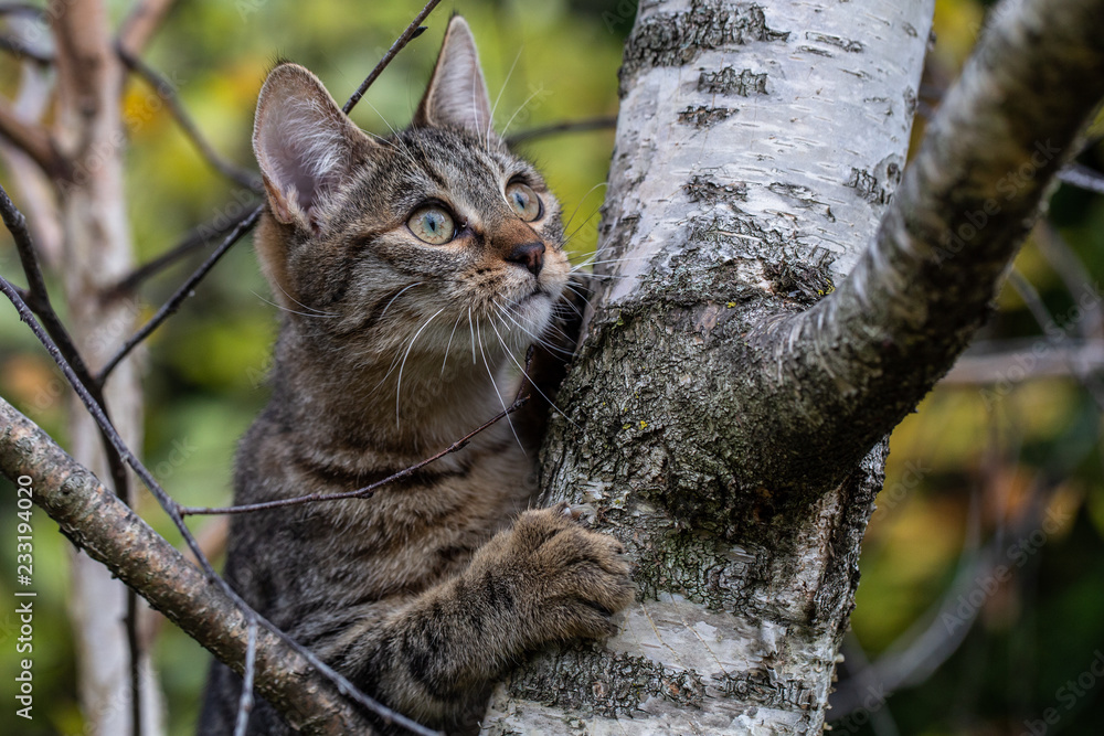 chat qui joue