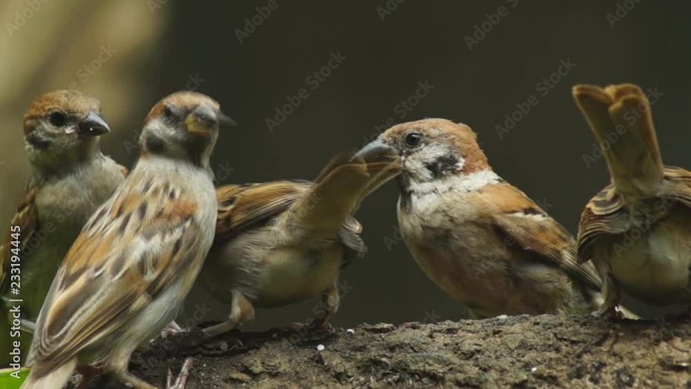 Philippine Maya Bird Or Eurasian Tree Sparrow Or Passer Montanus Perching On A Tree Branch Feeding On Rice Grains Stock Video Adobe Stock