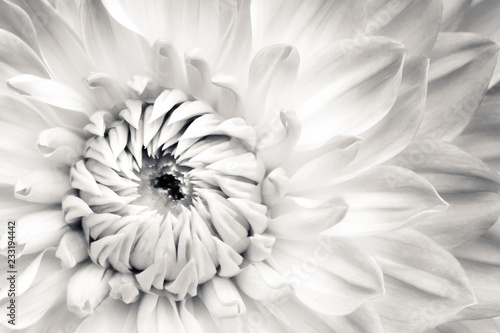 Fényképezés White dahlia fresh flower details macro photography