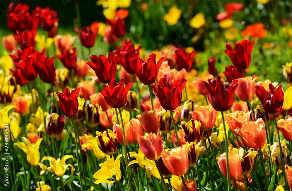 Blühende Tulpen im Btanischen Garten Bielefeld