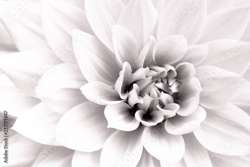 Fototapeta duży biały kwiat szary czarno-białe