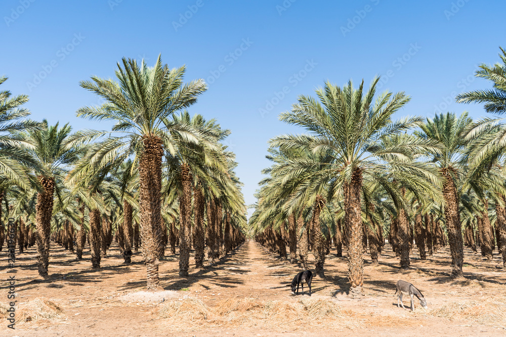 Fototapeta premium Palm plantation