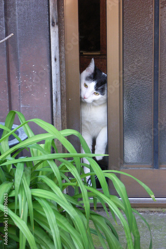 猫の通り道