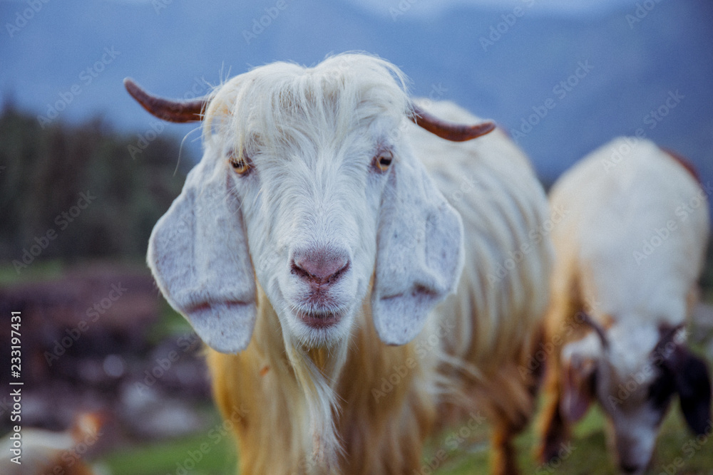 Obraz premium portrait of a goat