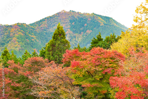 Multicolored mountain and forest of Mt. Mitake in autumn, Tokyo, Japan.