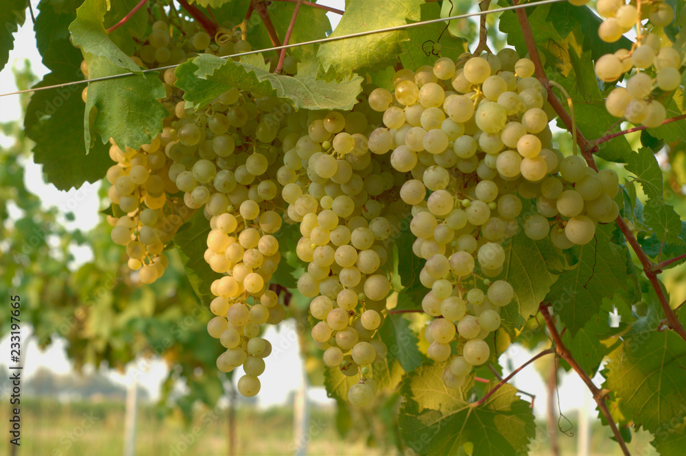 grapes on the vine detail