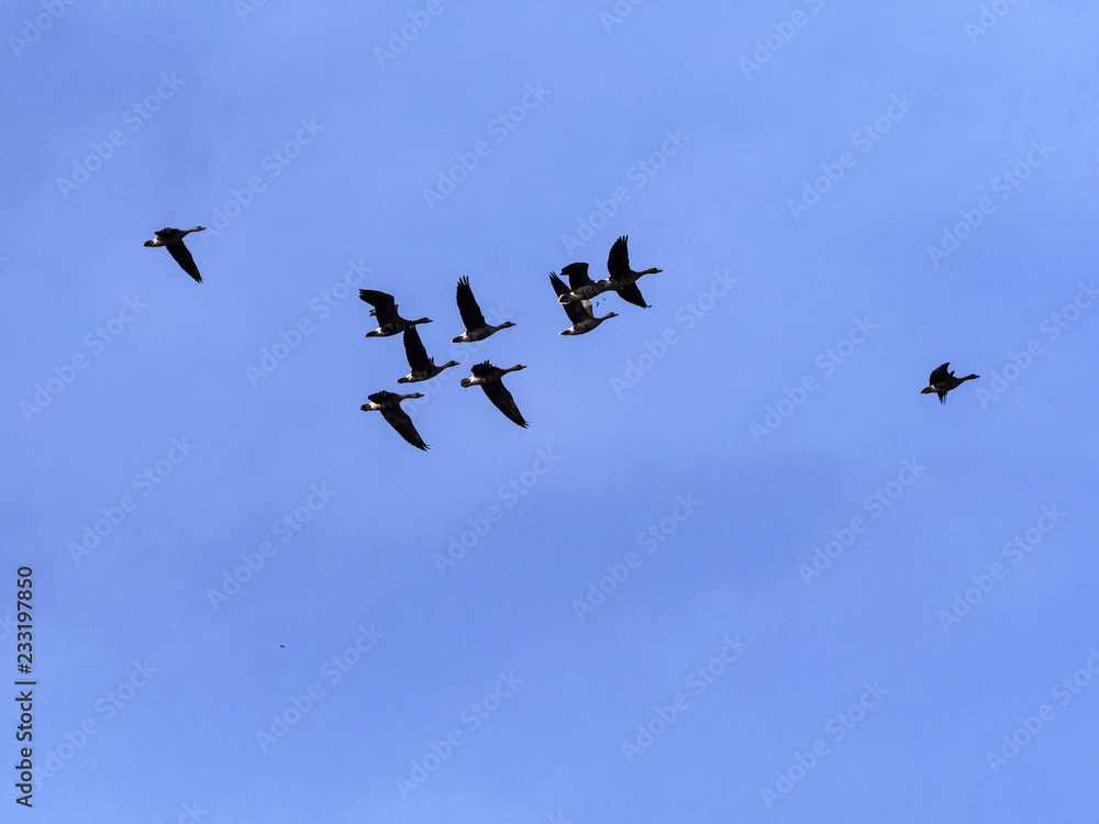 large flock of flying Greylag goose Anser anser, in the Hortobágy National Park, Hungary large flock of flying Greylag goose Anser anser, in the Hortobágy National Park, Hungary