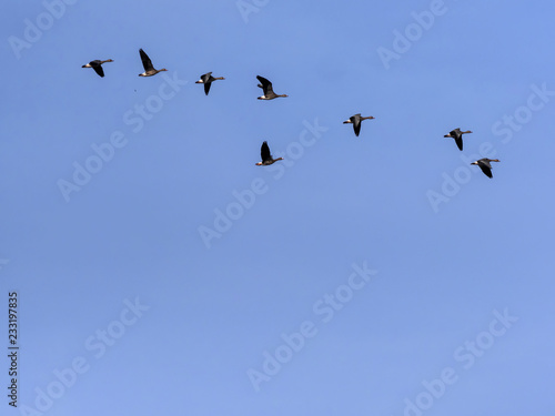 large flock of flying Greylag goose Anser anser, in the Hortobágy National Park, Hungary