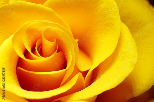 yellow rose