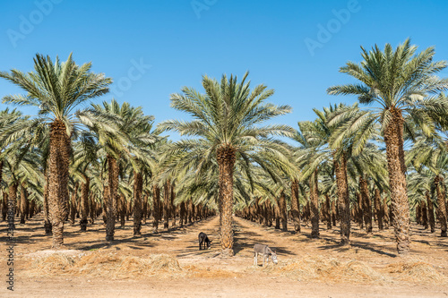 Palm plantation © Tommaso Lizzul