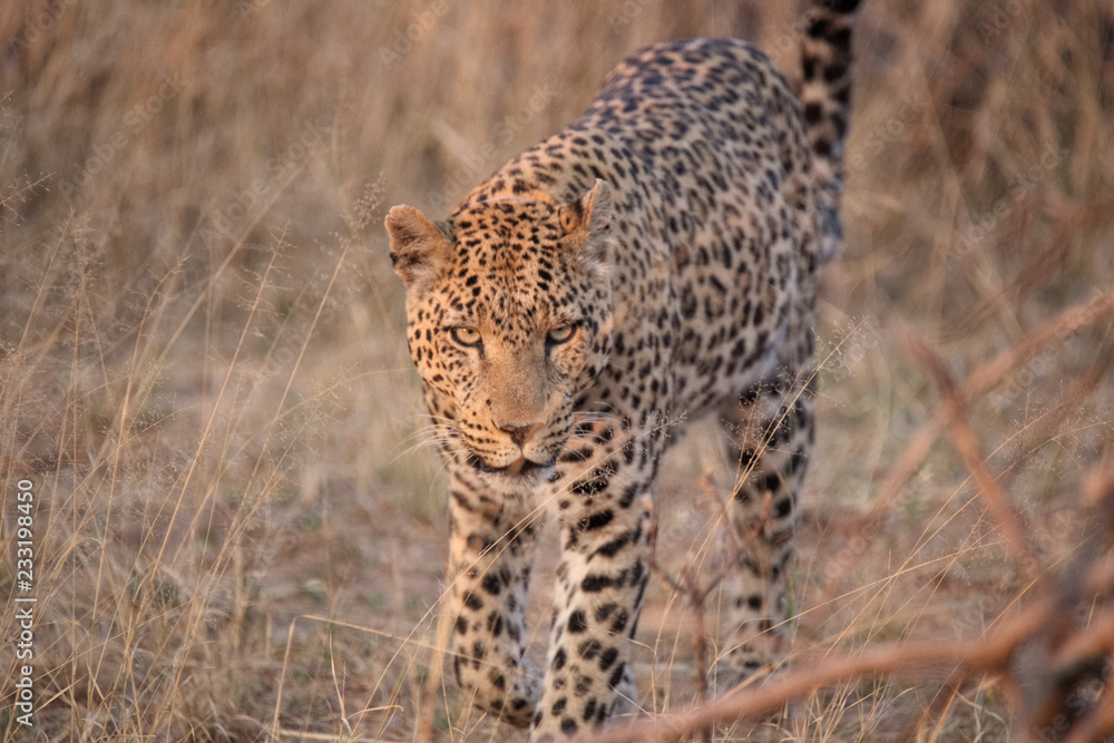 Naklejka premium Afrika Leopard