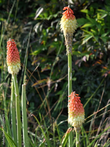 Fototapeta Naklejka Na Ścianę i Meble -  Drei Fackellilien (Kniphofia) auf einer Wiese