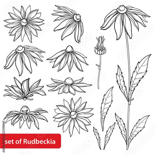 Vector set with outline Rudbeckia hirta or black-eyed Susan flower bunch, ornate leaf and bud in black isolated on white background. Contour Rudbeckia for summer design and coloring book. photo