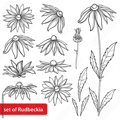 Vector set with outline Rudbeckia hirta or black-eyed Susan flower bunch, ornate leaf and bud in black isolated on white background. Contour Rudbeckia for summer design and coloring book.