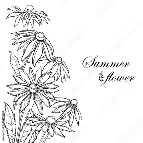 Vector corner bouquet with outline Rudbeckia hirta or black-eyed Susan flower, ornate leaf and bud in black isolated on white background. Contour Rudbeckia bunch for summer design and coloring book.