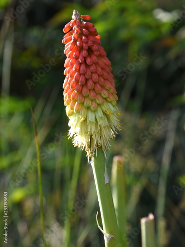 Traubenartige Blüte einer Fackellilie (Kniphofia) photo