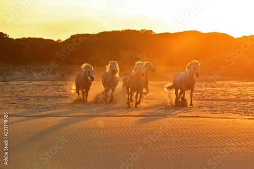 Fototapeta Naklejka Na Ścianę i Meble -  Running horses on sand 