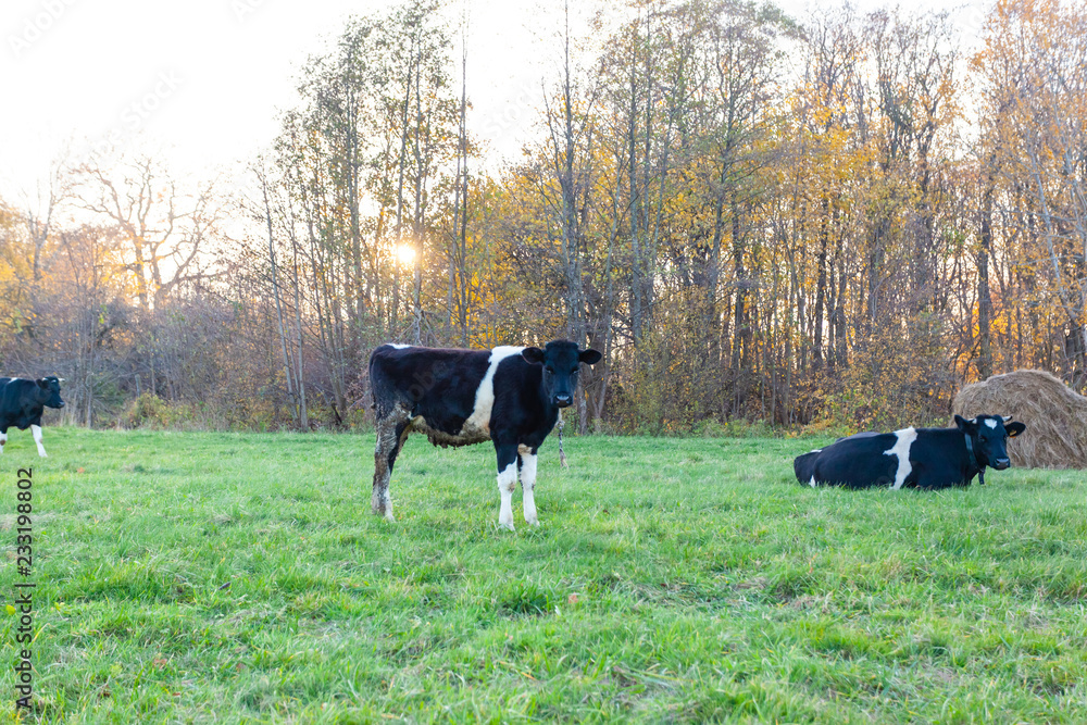black and white cows graze in a green meadow black and white cows graze in a green meadow