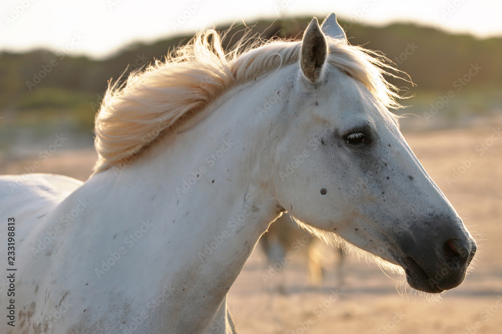 Horse head with mane Horse head with mane