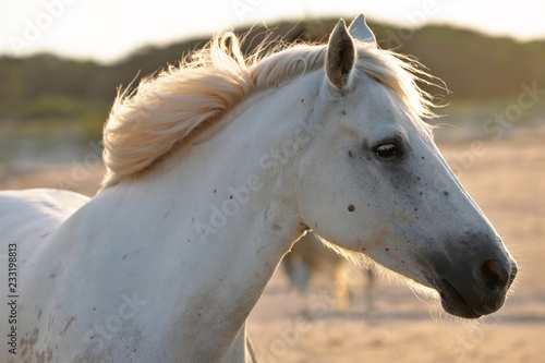 Fototapeta Naklejka Na Ścianę i Meble -  Horse head with mane 