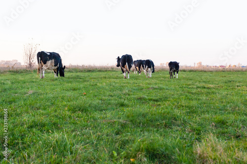 black and white cows graze in a green meadow