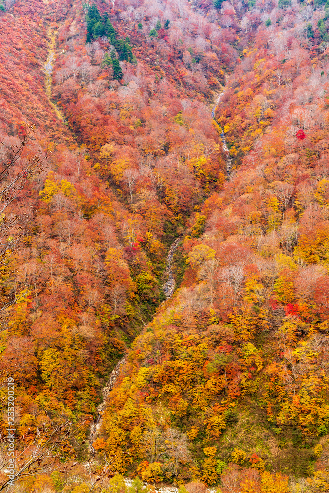 谷川岳登山道から紅葉
