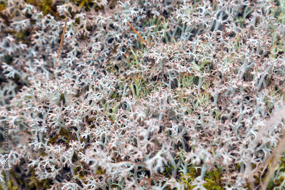 Forest moss on the rocks. Shallow moss plant lies densely on the rocks and the ground in the forest. Forest moss on the rocks. Shallow moss plant lies densely on the rocks and the ground in the forest.