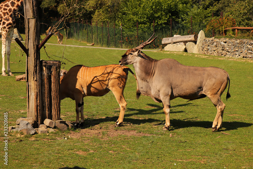 A mating between Common elands. Two common eland walking behind each other. Mae trying mating with female in the park in the Africa photo