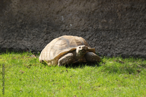 A beautiful African spurred tortoise in grass in hot day on walking aroung his house. A big tortoise relaxing in the middle of meadow