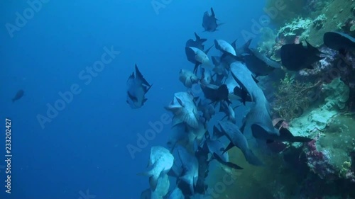  Black and White Snapper (Macolor niger) School On Drop Off - Malaysia photo