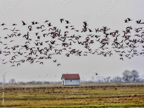 large flock of flying Greylag goose Anser anser, in the Hortobágy National Park, Hungary