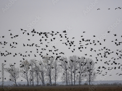 large flock of flying Greylag goose Anser anser  in the Hortob  gy National Park  Hungary