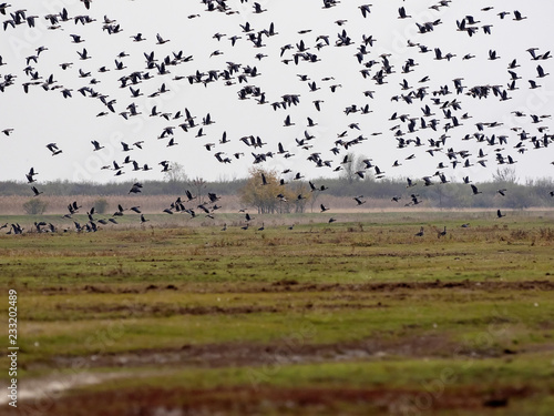 large flock of flying Greylag goose Anser anser, in the Hortobágy National Park, Hungary © vladislav333222