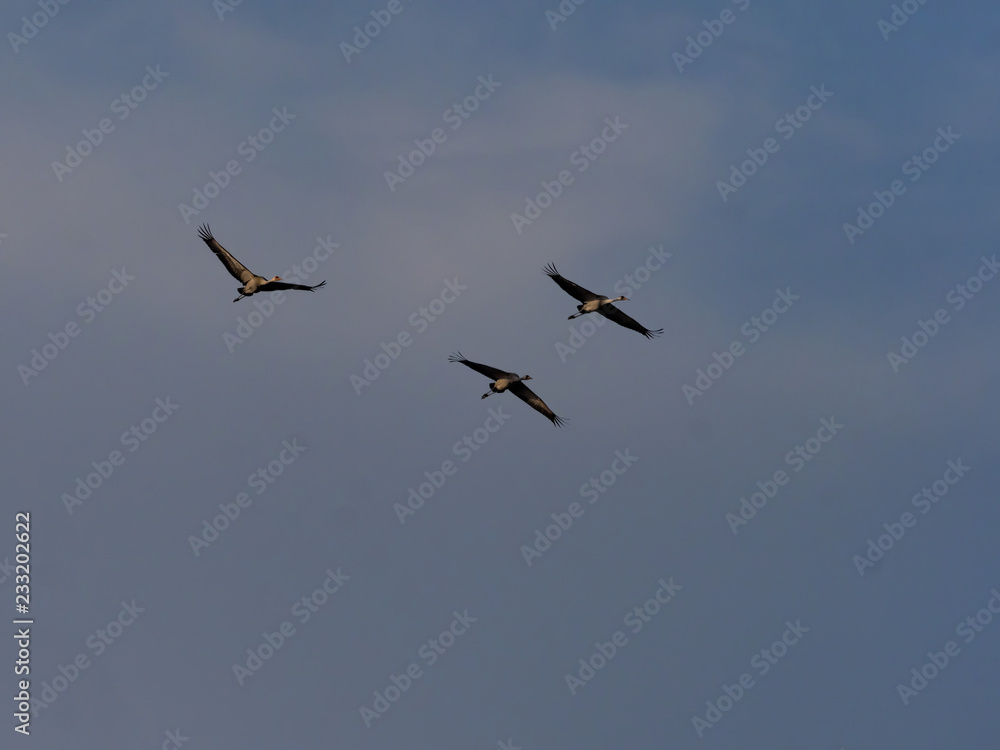 Large Common Crane Flocks, Grus grus flaing in Hortobágy National Park, Hungary