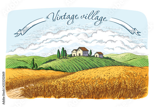 rural field with ripe wheat on background of mill, village and clouds. Color vector illustration