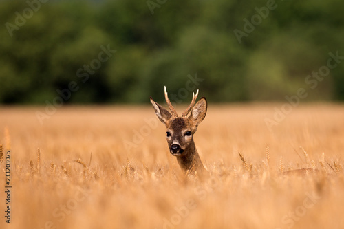 Wallpaper Mural Roebuck in cereal Torontodigital.ca