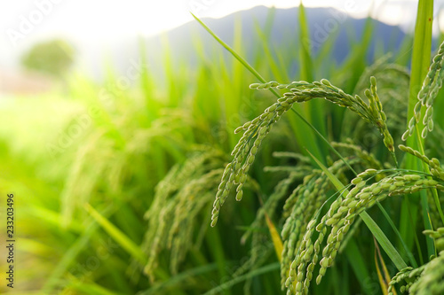 Close up Japanese rice field, Paddy field